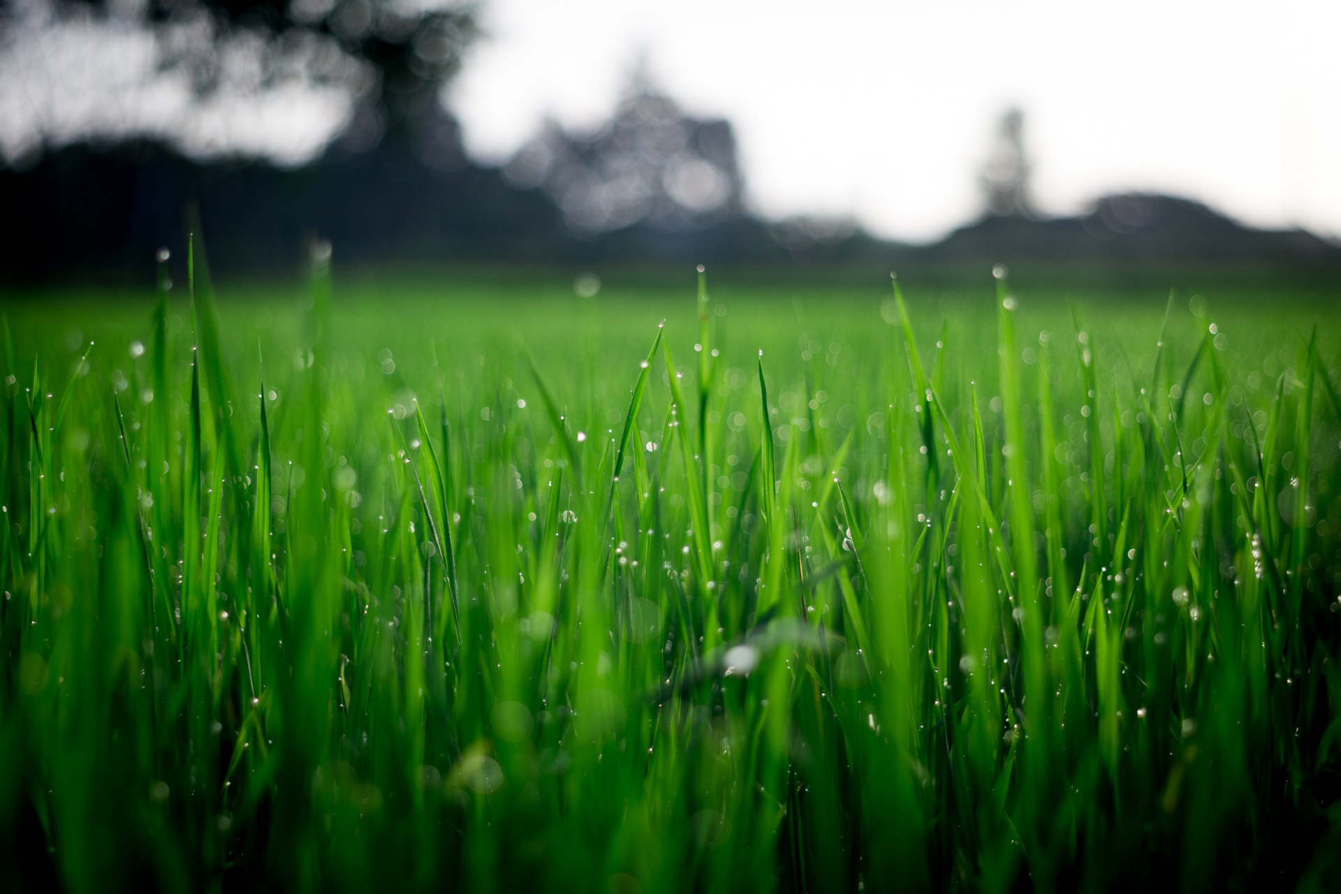 Shallow focus photography of green grasses during daytime 212324